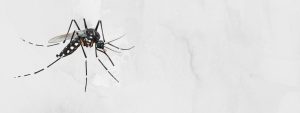 mosquito