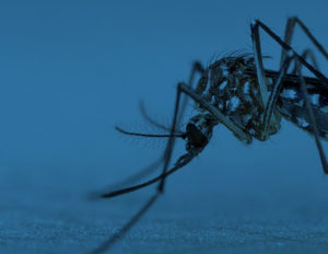 mosquito