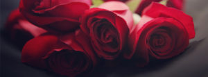 rosas rojas