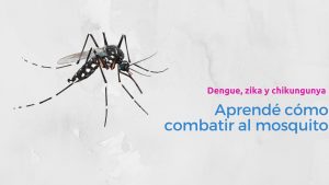 mosquito