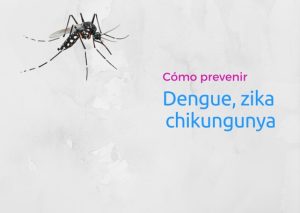 mosquito