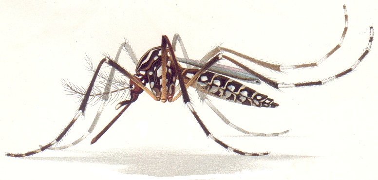 aedes_aegypti