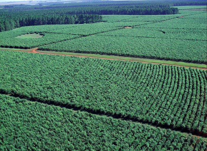 campo cultivado