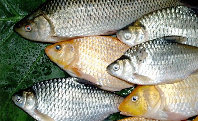 pescados