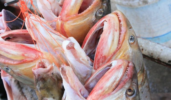 pescados