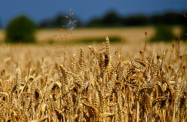 campo de trigo