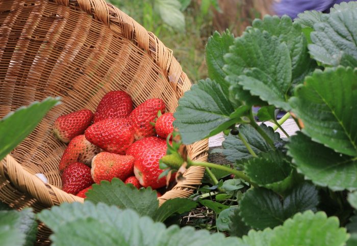 canasto con frutillas