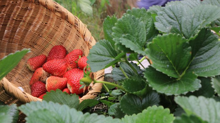 canasto con frutillas