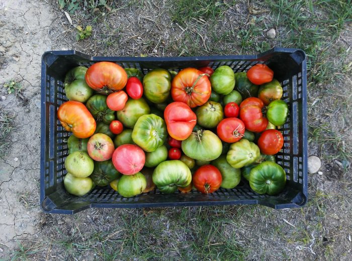 cajón con tomates