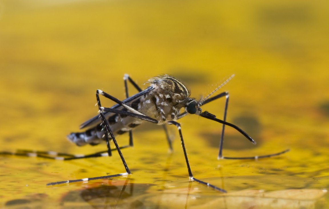 mosquito aedes aegypti