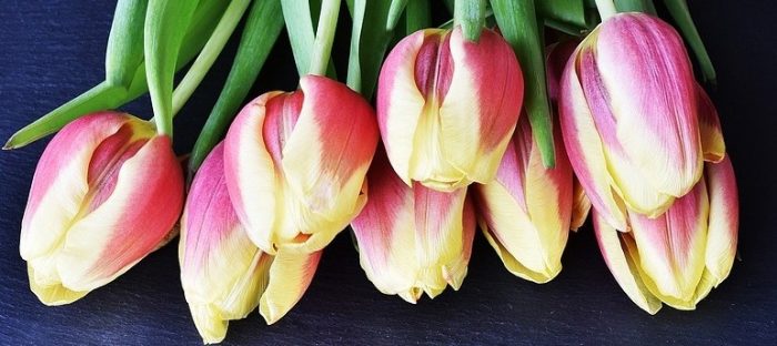 tulipanes