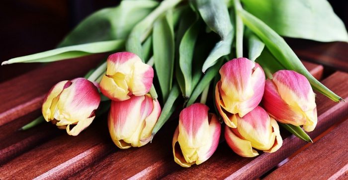 tulipanes