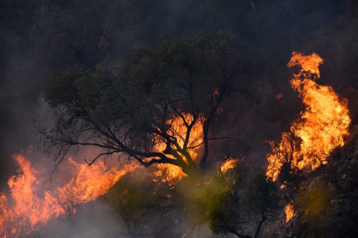 Un incendio en el bosque serrano de Argentina