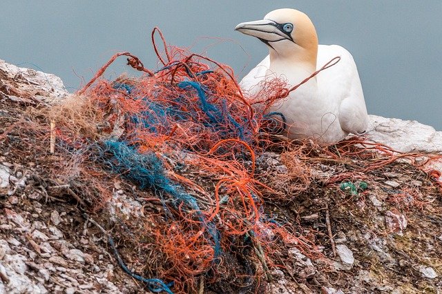 pato con plasticos en el mar