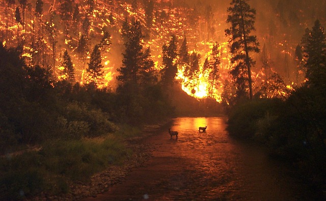 incendio en bosque