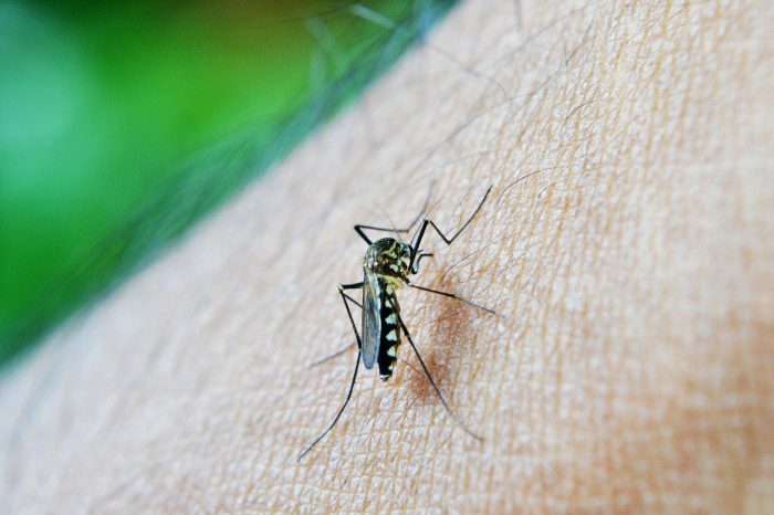 picadura mosquito de dengue