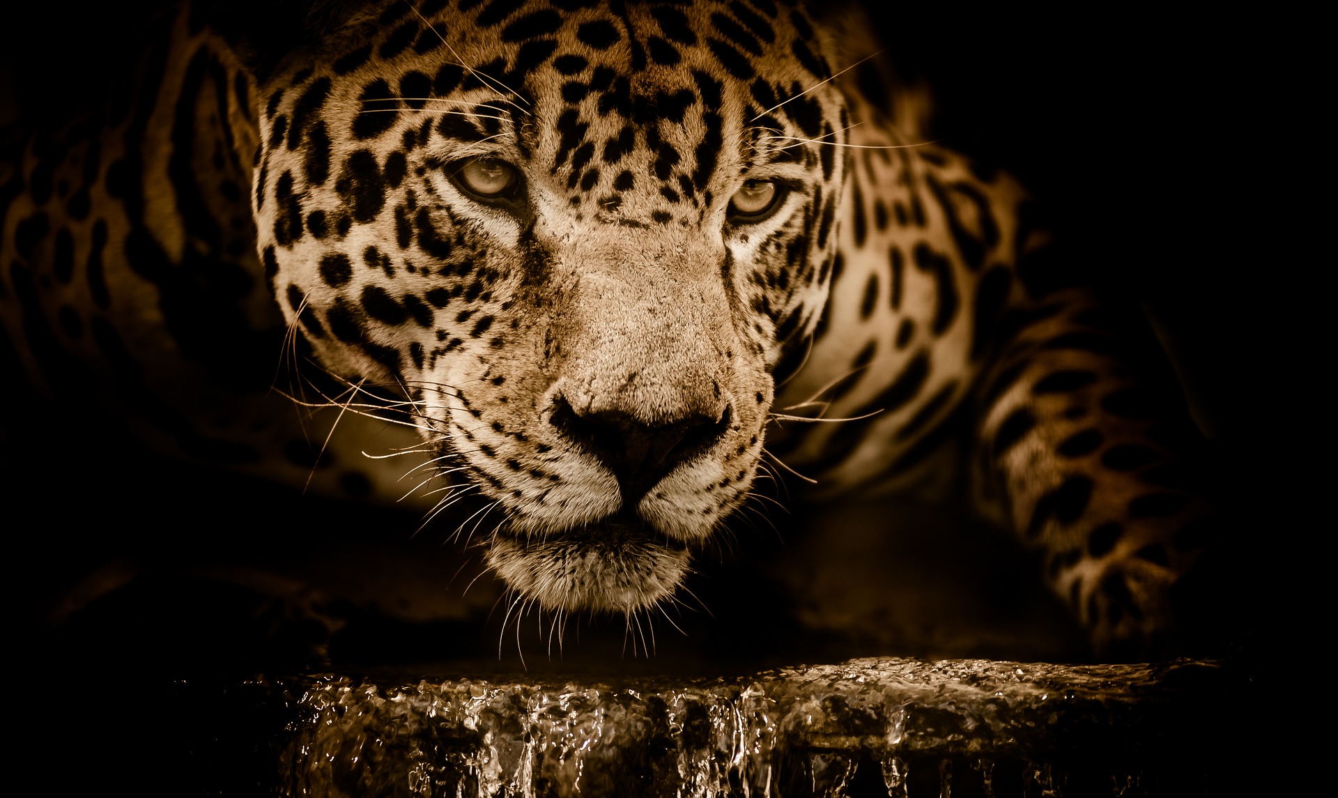 Yaguarete, jaguar, Panthera onca