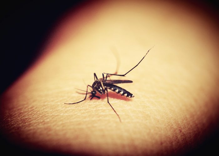 Mosquto transmisor del dengue en el brazo de una persona
