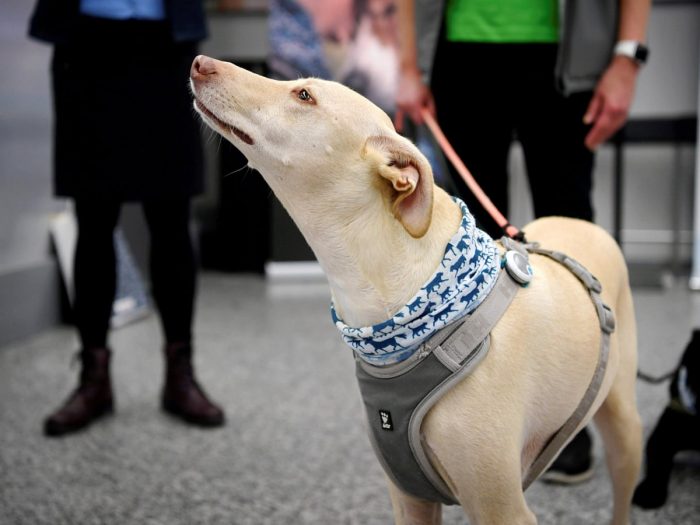 perro en aeropuerto