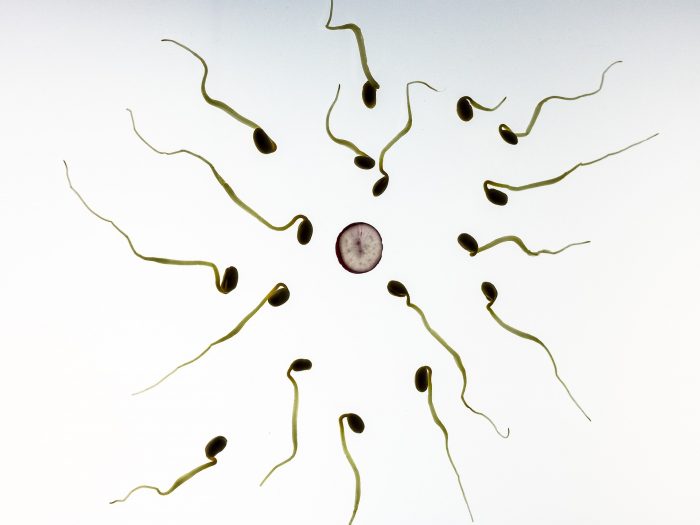 espermatozoides hacia la fecundación de óvulo