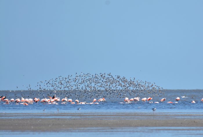 Falaropos y flamencos en Mar Chiquita