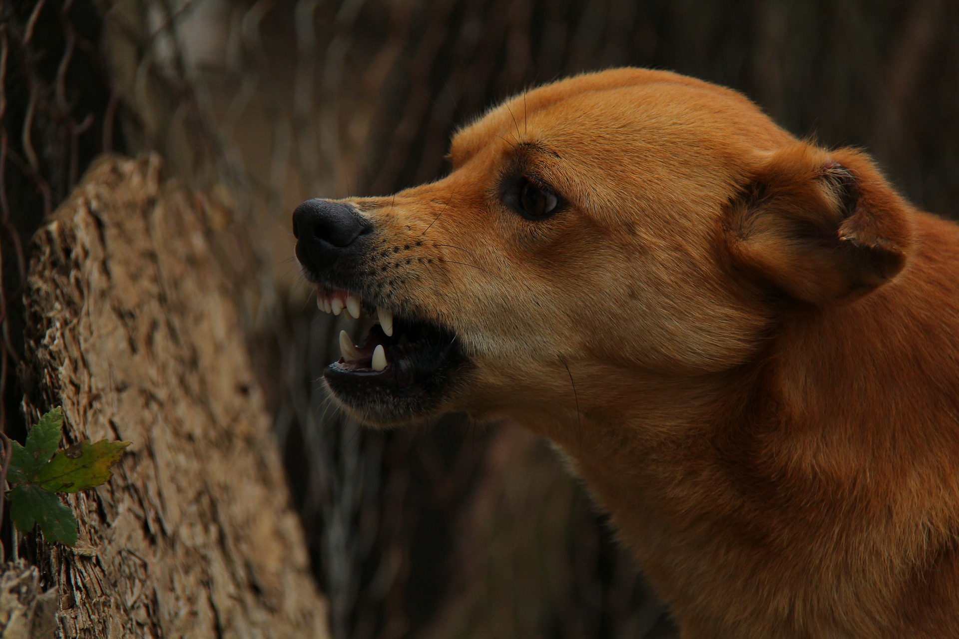 perro con rabia enojado