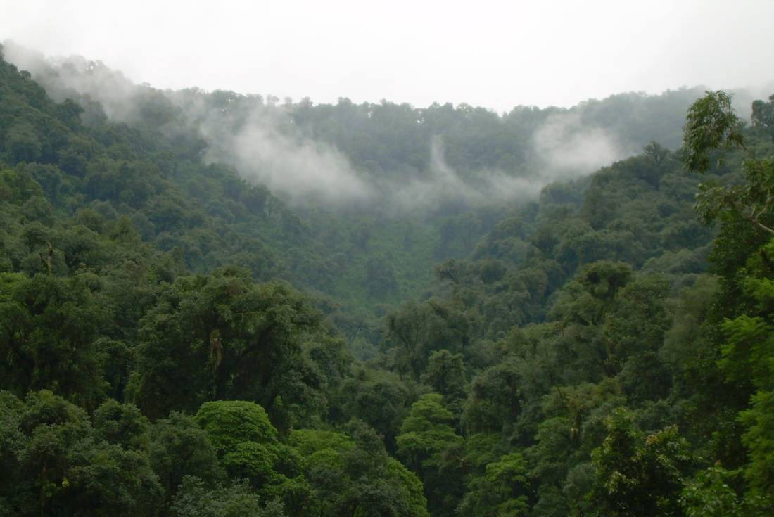 Bosque nativo de Argentina