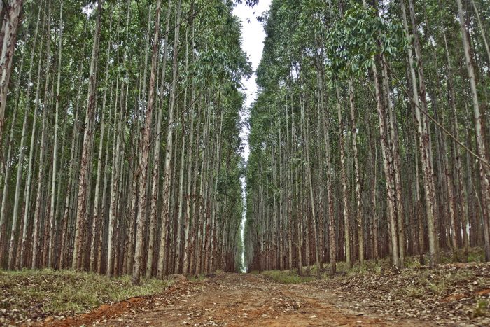 Plantación de eucalipto