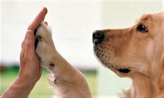 vivir con mascota y persona de la mano