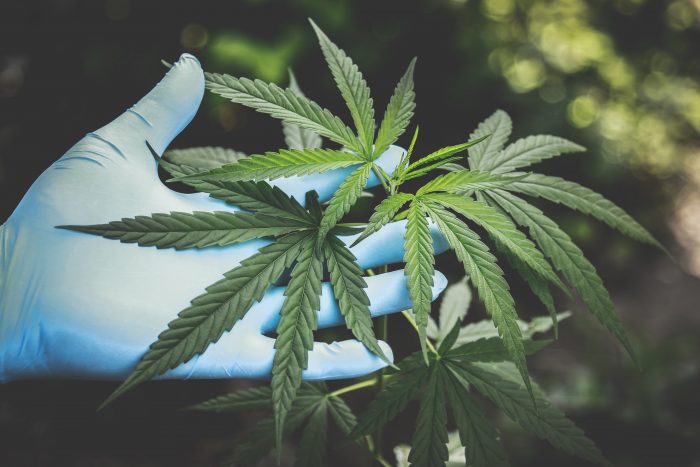 cultivo cannabis medicinal