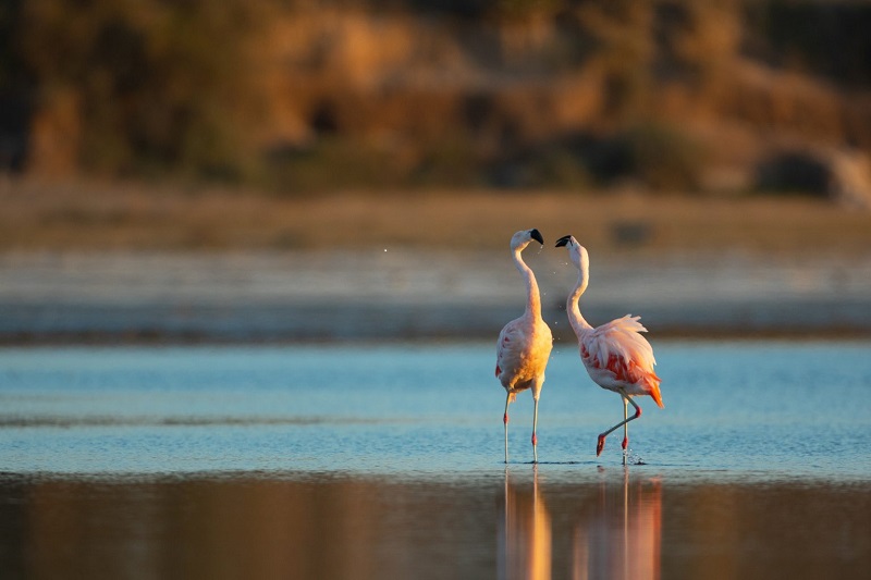 flamencos en mar chiquita