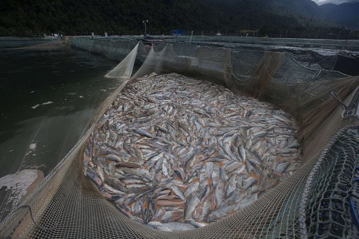 cría de salmón en chile