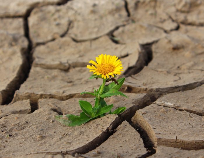 Sequía, cambio climático y alimentos