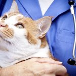enfermedades gatos a humanos