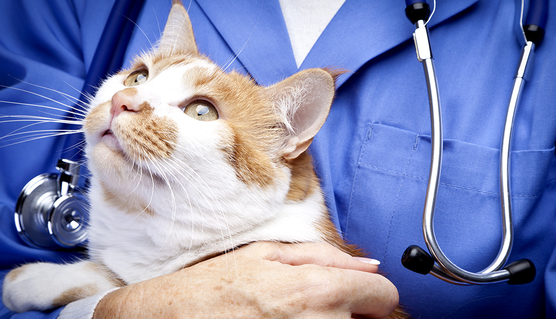 Atención a las enfermedades transmitidas gatos a humanos OSPAT