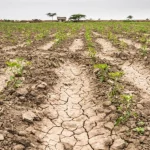 Sequía agrícola