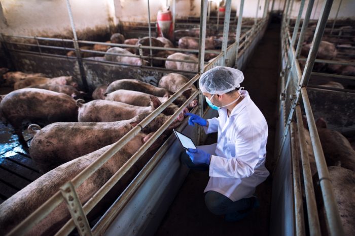 gripe aviar h5n1 trasmisión a cerdos
