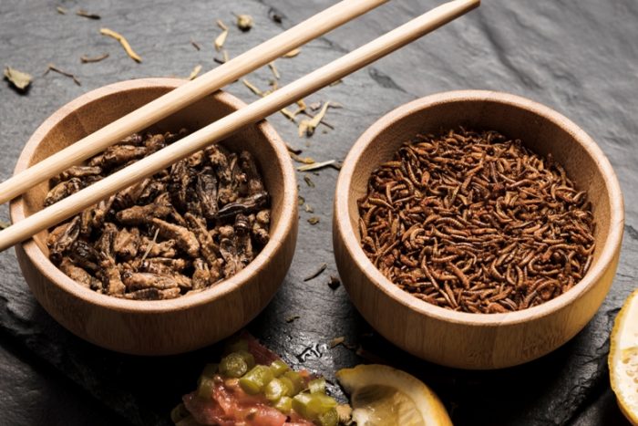 Insectos comestibles en Argentina
