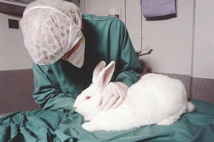 evitar el maltrato animal en experimentacion